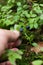 Forest delicious blueberry bush, wild bilberry
