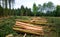 Forest destroyed by bark beetle.