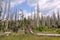 Forest destroyed by bark beetle