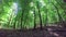 Forest detail with hornbeam and oak trees