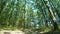 Forest detail with hornbeam and oak trees