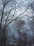 Forest detail with leafless trees in spring on a cloudy evening