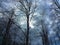 Forest detail with leafless trees in spring on a cloudy evening at sunset