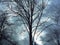 Forest detail with leafless trees in spring on a cloudy evening at sunset