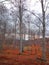 Forest detail with leafless trees in spring on a cloudy morning