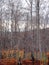 Forest detail with leafless trees in spring on a cloudy morning