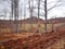 Forest detail with leafless white bark branches in spring on a cloudy morning