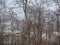 Forest detail with leafless white bark branches in spring on a cloudy morning