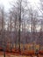 Forest detail with leafless white bark branches in spring on a cloudy morning