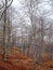 Forest detail with leafless white bark branches in spring on a cloudy morning