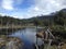 The forest devastated by beavers in Ushuaia, Argentina