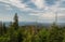 Forest devasted by bark beetle infestation. Trees with distant hill, Sumava National Park and Bavarian Forest, Czech republic and