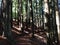 Forest, Dipsea Trail, Stinson Beach, San Francisco, CA