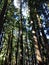 Forest, Dipsea Trail, Stinson Beach, San Francisco, CA