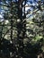 Forest, Dipsea Trail, Stinson Beach, San Francisco, CA