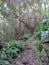 Forest dirt path leading upward