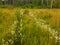 Forest dirt path overgrown with flowers and grass