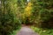 Forest dirt road. Colorful leaves of trees in the autumn forest, colors of leaf-fall. Autumnal forest landscape