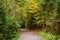 Forest dirt road. Colorful leaves of trees in the autumn forest, colors of leaf-fall. Autumnal forest landscape