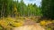 Forest dirt road in the Northern forest