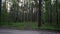 Forest and dirty road and birches