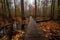 forest with duckboards path and fall foliage