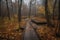 forest with duckboards path and fall foliage
