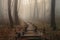 forest with duckboards path surrounded by mist