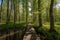 forest with duckboards path and towering trees