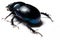 Forest dung beetle