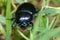 Forest dung beetle (Anoplotrupes stercorosus) perched atop a vibrant blade of grass