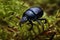 Forest dung beetle on moss