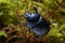Forest dung beetle on moss