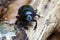 Forest dung beetle - super macro