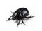 Forest dung beetle on a white background