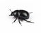 Forest dung beetle on a white background