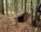 Forest dwelling