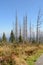 Forest dying in the Dreisesselberg area