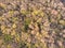 Forest in early autumn top view. Endless reserve.