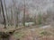 Forest in early spring, descent to the lake