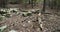 Forest in eastern Oklahoma with boulders