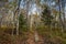 Forest and ecological trail to the `Frog` outlier, Sakhalin Island, Russia