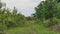 forest edge path with lots of tall green weeds