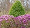 forest edge of pink Rhododendron flowering bush with evergreen in Spring