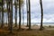 Forest edge at sea with tall gray beech tree trunks in autumn, B