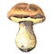 Forest, edible boletus edulis mushrooms, porcini mushroom, , watercolor illustration