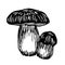 Forest edible mushroom, boletus, delicious food, porini,