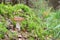 Forest edible mushroom with brown cap in the grass