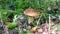 Forest edible mushroom with brown cap in the green moss and fallen leaves