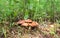 Forest edible mushrooms in the grass